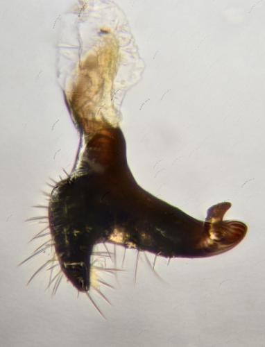 Réf. 295 916 : Deraeocoris scutellaris